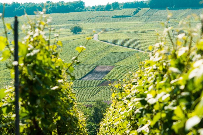 French Champagne Tour From Paris With Nicolas Feuillatte - Additional Information and Contact Details