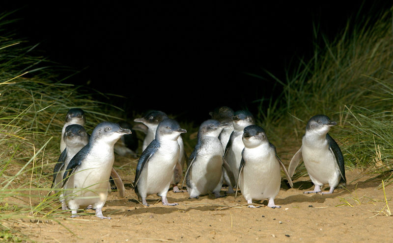 French Island and Phillip Island Wildlife and Penguin Parade Tour - A farm meal, not just a roadside stop