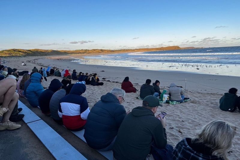 French Island and Phillip Island Wildlife and Penguin Parade Tour - The Penguin Parade is the evening’s reward