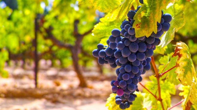 French Riviera Dinner In The Vineyards - Accessibility and Group Features
