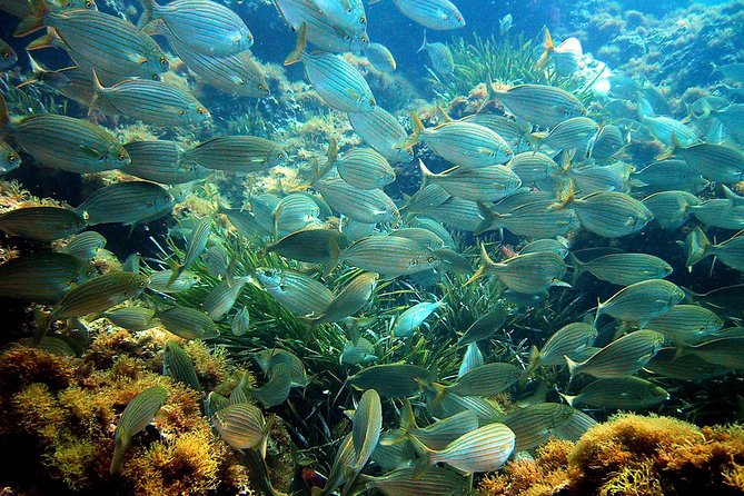 French Riviera Villefranche Bay Snorkeling Tour From Nice - Safety Concerns