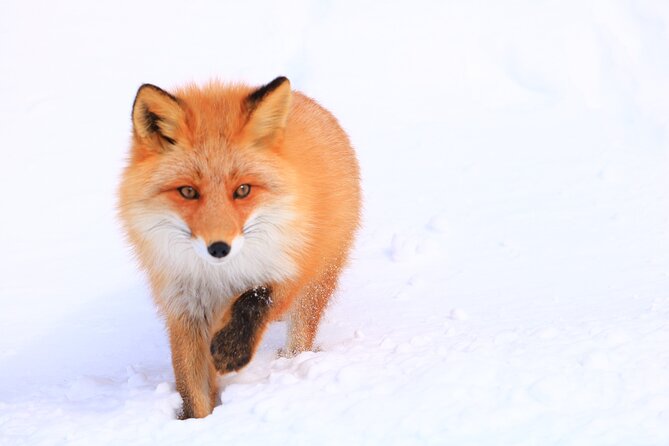 Frepe Falls Snowshoeing Full of Shiretokos Charms - Overview and Booking Details