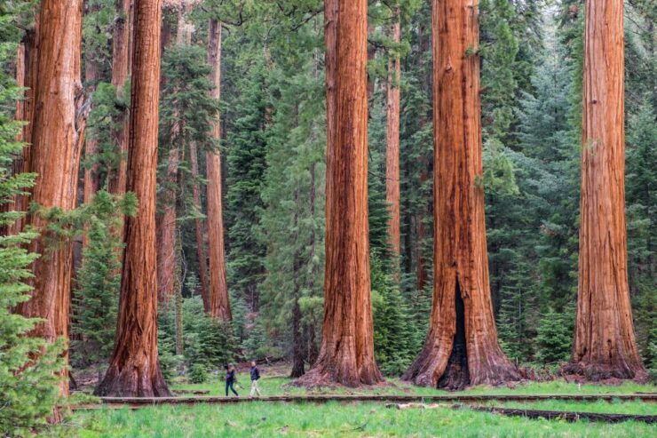 Fresno: Premier Kings Canyon National Park Tour - Inclusions