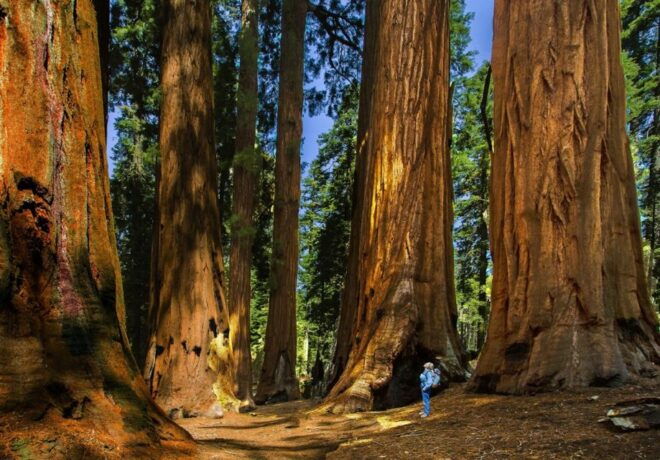 Fresno: Premier Kings Canyon National Park Tour - Positive Feedback