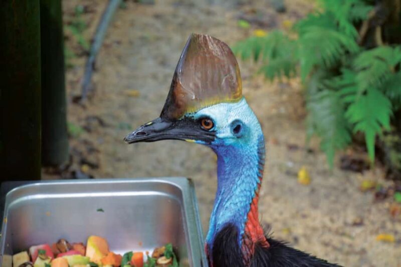 Friends in the Rainforest Package: Koala Gardens & Birdworld - Good To Know