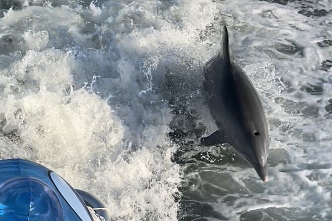 Frisky Mermaid Dolphin Scenic Bay Sightseeing Tour - Tour Pricing and Booking Details