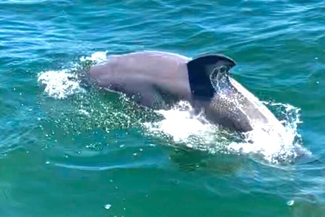 Frisky Mermaid Dolphin Scenic Bay Sightseeing Tour - Overview of the Scenic Bay Sightseeing Tour