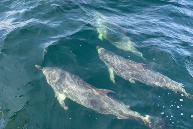 Frisky Mermaid Dolphin Scenic Bay Sightseeing Tour - Meeting and Pickup Information