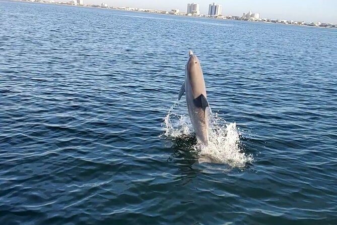Frisky Mermaid Dolphin Scenic Bay Sightseeing Tour - The Sum Up
