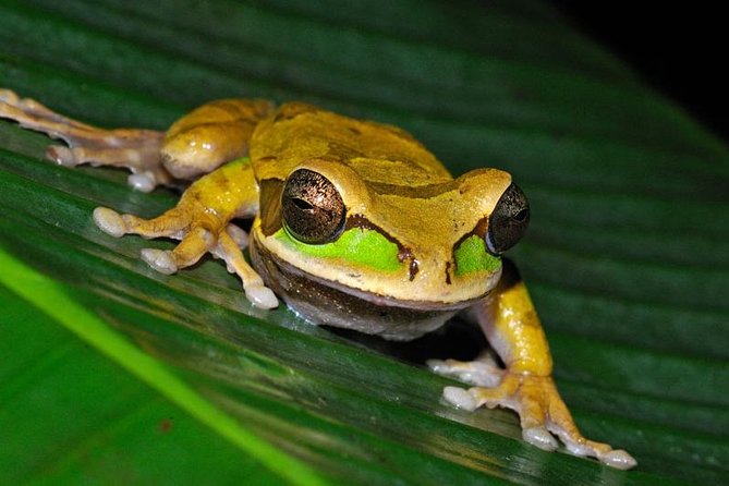 Frog Watching Night Walk - Importance of a Certified Guide