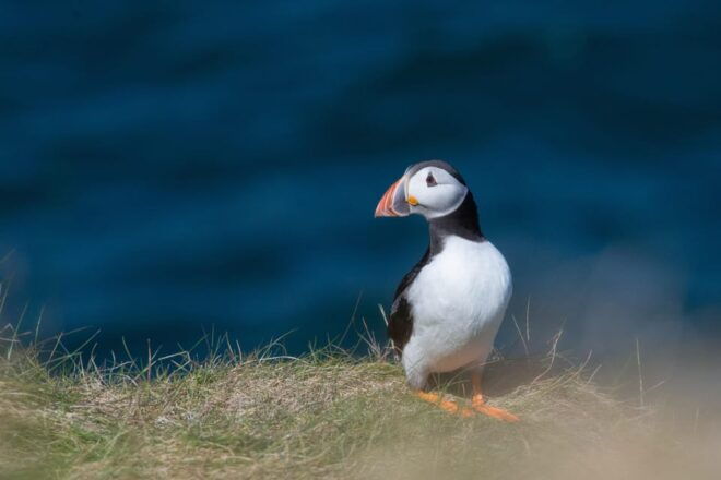 From Aberdeen: North East Coastal Trail Small-Group Tour - Discover Coastal Sights