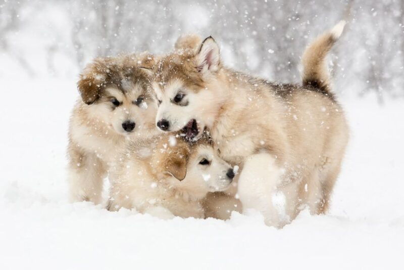 From Abisko: Dog Sledding Excursion to Kiruna with Fika - Good To Know