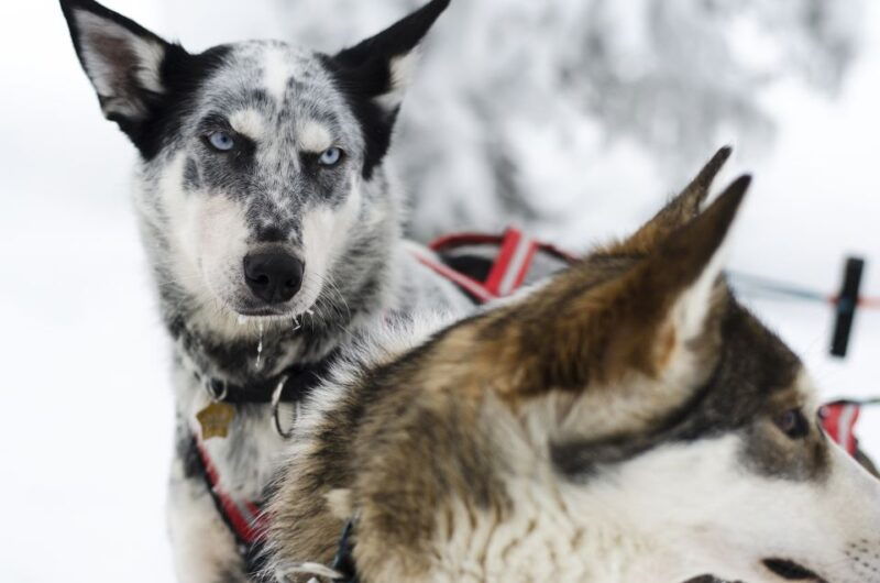 From Abisko: Dog Sledding Excursion to Kiruna with Fika - The Practical Side: What to Expect and What to Bring