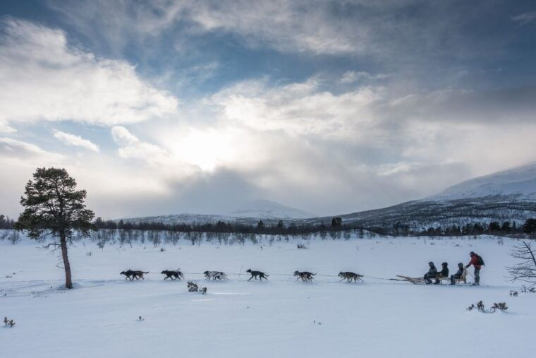 From Abisko: Dog Sledding Excursion to Kiruna with Fika - Authenticity and the Experience’s Value