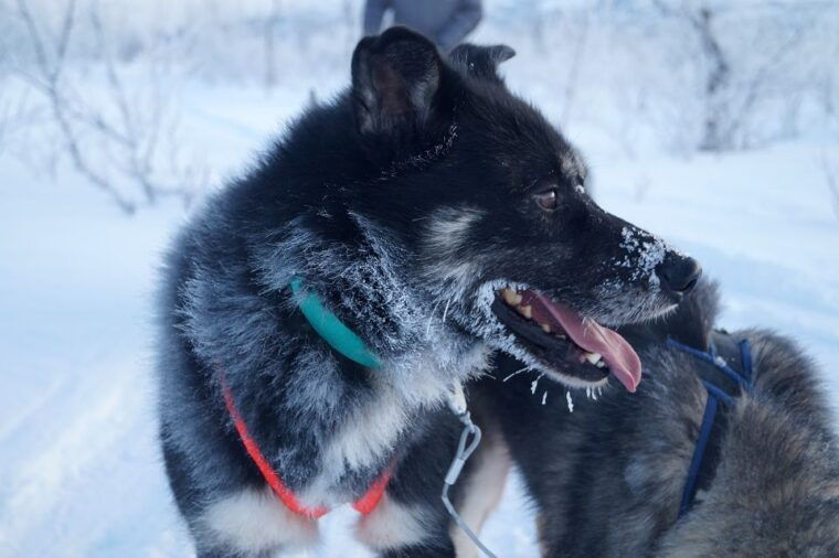 From Abisko: Dog Sledding Excursion to Kiruna with Fika - Final Thoughts
