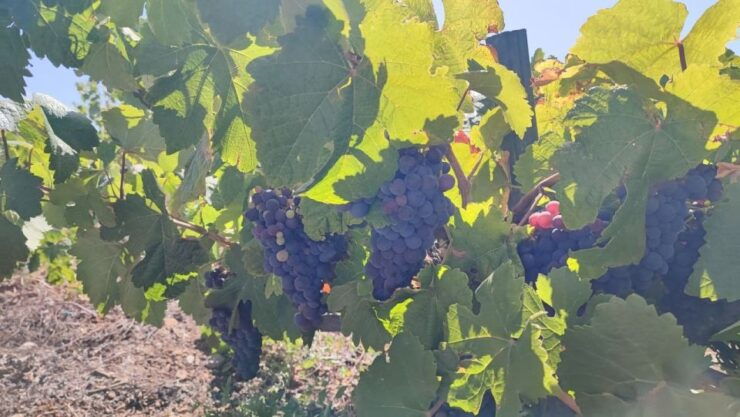 From Adeje: Private Wine Tasting With Tapas and Sunset View - Activity Details