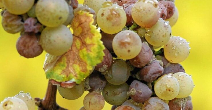 From Adelaide: Clare Valley Winery Tour - Tour Highlights