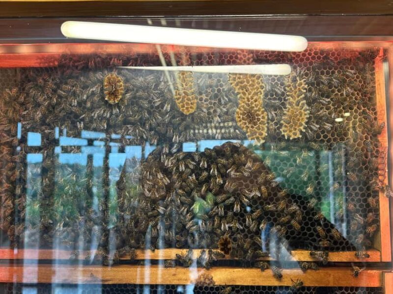 From Adelaide: McLaren Vale Winery Tour with Hahndorf Stop - The Scenic Drive and Views from Willunga Hill