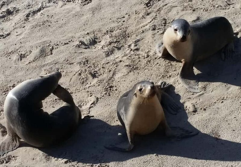 From Adelaide: Premium 2-Day Kangaroo Island Minibus Tour - The Sum Up