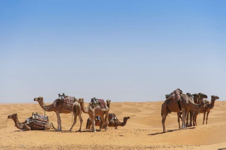 From Agadir: Camel Ride and Flamingo Trek - Activity Details