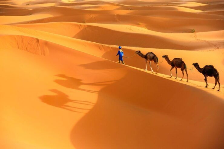 From Agadir: Camel Ride and Flamingo Trek - Experience Highlights