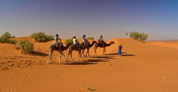 From Agadir: Camel Ride and Flamingo Trek - Experience Highlights