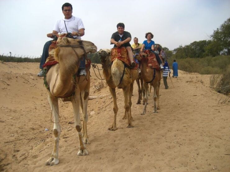 From Agadir: Camel Ride and Flamingo Trek - Experience Highlights