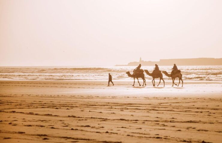 From Agadir: Camel Ride and Flamingo Trek - Activity Overview