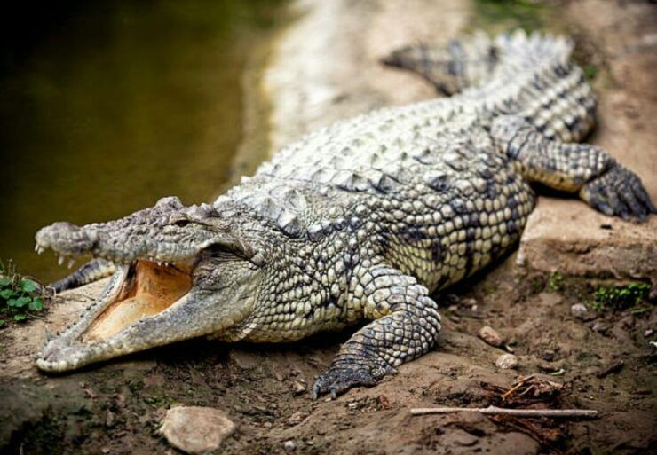 From Agadir or Taghazout: Crocoparc Trip With Entry Ticket - Experience Itinerary