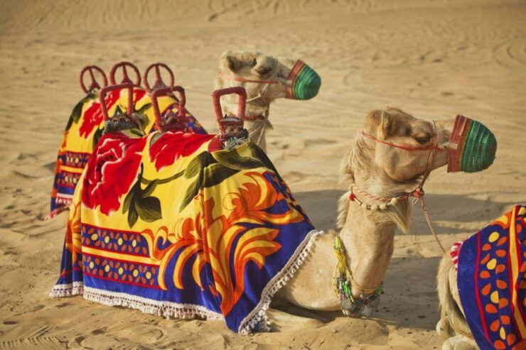 From Agadir or Taghazout: Flamingo River Camel Ride With Tea - Activity Details