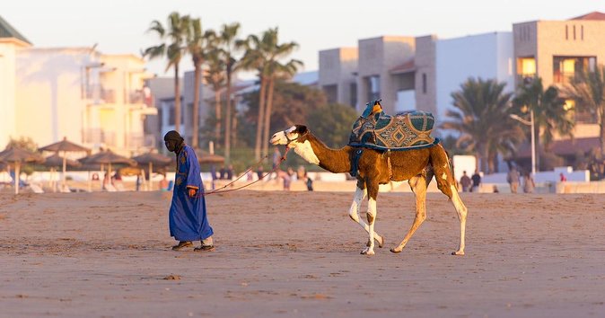 From Agadir or Taghazout or Port 2 Hours Camel Ride - Booking Options and Availability
