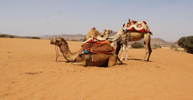 From Agadir: Sahara Desert Day Trip in 44 Jeep - Tour Duration and Flexibility