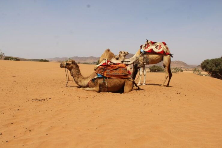 From Agadir: Sahara Desert Day Trip in 44 Jeep - Cultural Immersion and Exploration