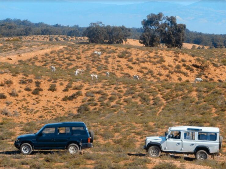 From Agadir: Sous Massa National Park Desert Safari W/Lunch - Activity Details