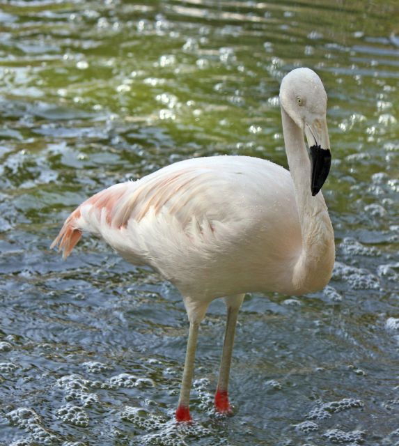From Agadir: Sous Massa National Park Desert Safari W/Lunch - Tour Details