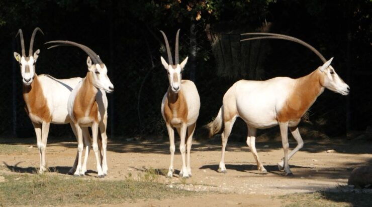 From Agadir: Souss Massa National Park Tour - Tour Overview
