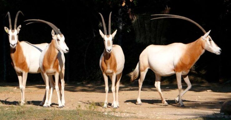 From Agadir: Souss Massa National Park Tour - Booking Information