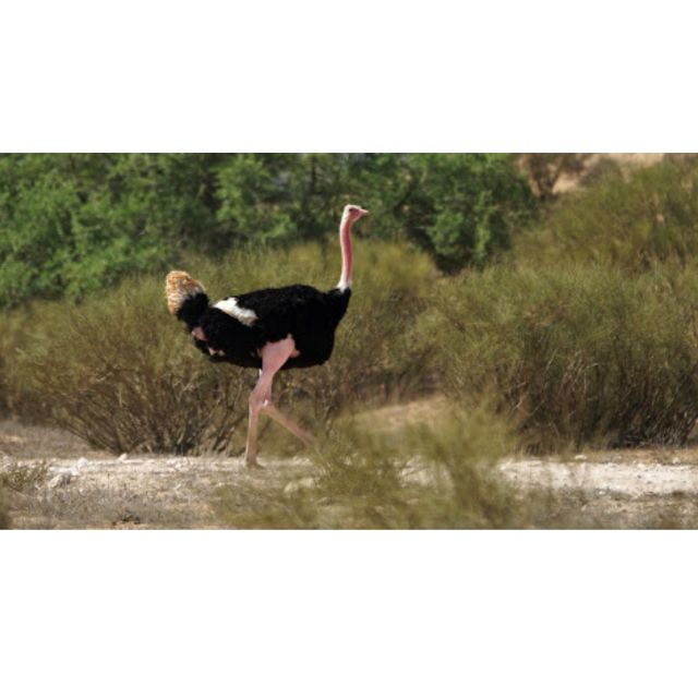 From Agadir: Souss-Massa Park Bird Watching Private Tour - Booking Details