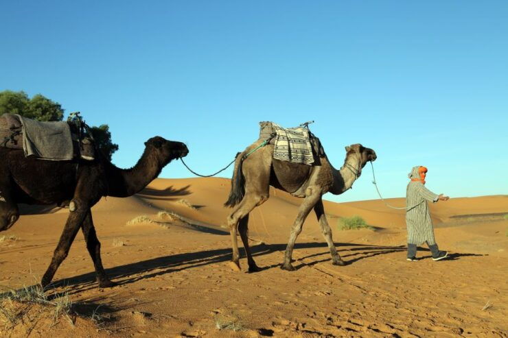 From Agadir/Taghazout: Sahara Sand Dunes With Transfer - Activity Details