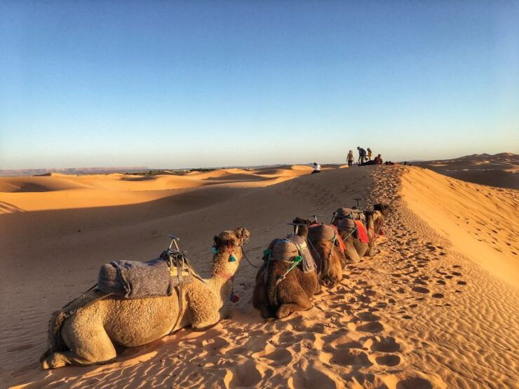 From Agadir/Taghazout: Sahara Sand Dunes With Transfer - Tour Description