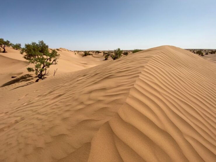 From Agadir/Tamraght/Taghazout: Sandoarding in Sand Dunes - Experience Highlights