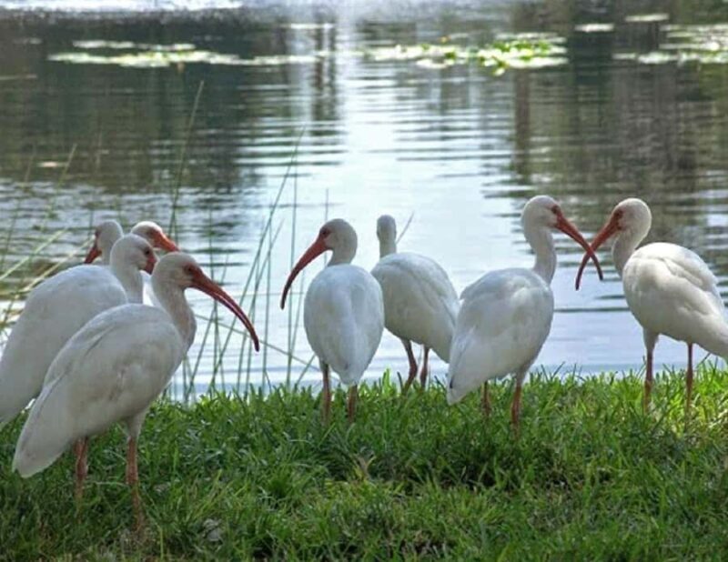 From Agra: Full-Day Fatehpur Sikri & Bharatpur Wildlife Tour - Who Will Love This Tour?