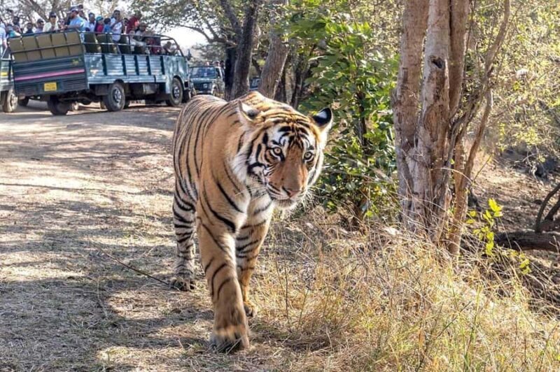 From Agra: Ranthambore, Jaipur & Delhi Multi - Day Tour - FAQ