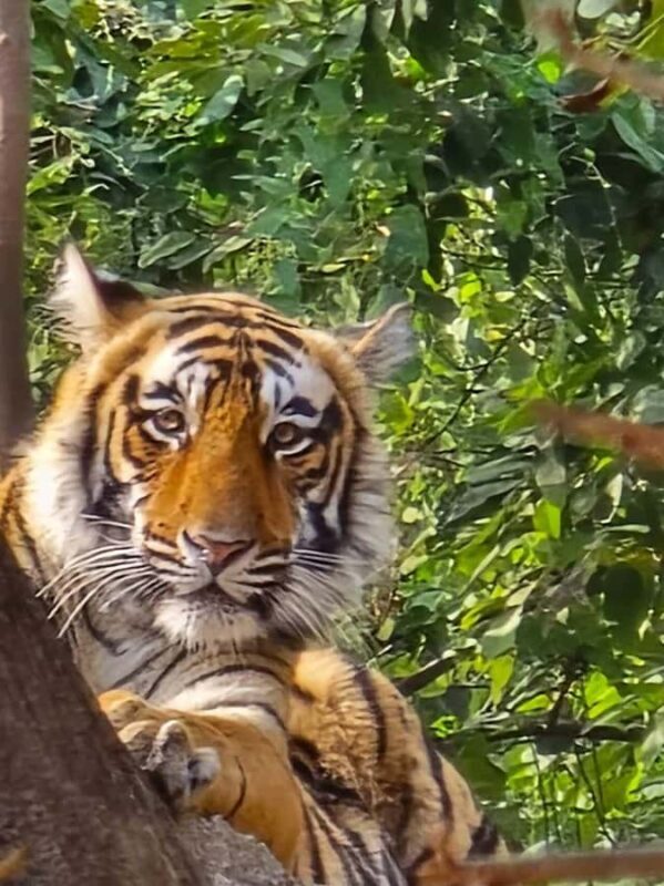 From Agra: Ranthambore, Jaipur & Delhi Multi - Day Tour - Jaipur: The Pink City’s Royal Charm