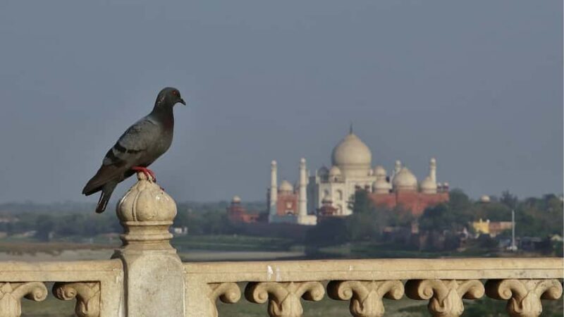From Agra: Taj Mahal, Agra Fort & Baby Taj Guided Tour - Why Choose This Tour?