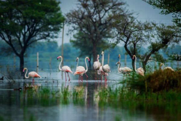 From Agra: Taj Mahal, Fatehpur Sikri & Bird Safari Tour - Pricing