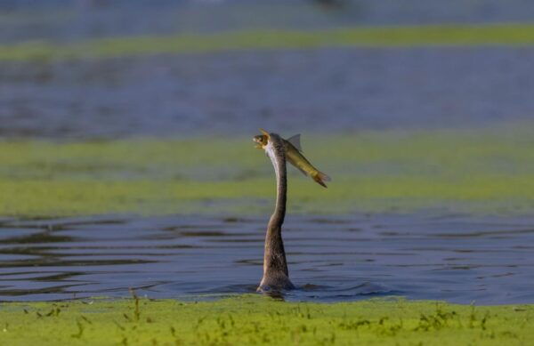 From Agra: Taj Mahal, Fatehpur Sikri & Bird Safari Tour - Duration