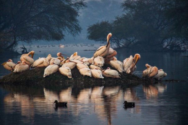 From Agra: Taj Mahal, Fatehpur Sikri & Bird Safari Tour - Frequently Asked Questions