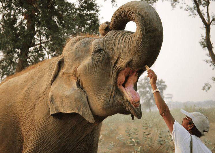 From Agra: Taj Mahal Tour w/ Elephant Conservation - Convenient Pickup and Flexible Timing