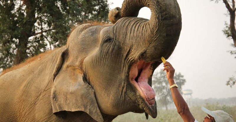 From Agra: Taj Mahal Tour w/ Elephant Conservation - The Taj Mahal: A Must-See Wonder